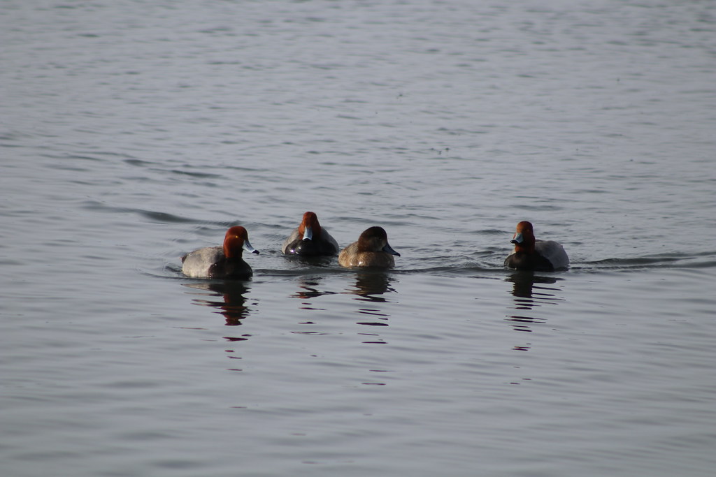 Redhead Courtship Lake Andes National Wildlife Refuge Sout… Flickr