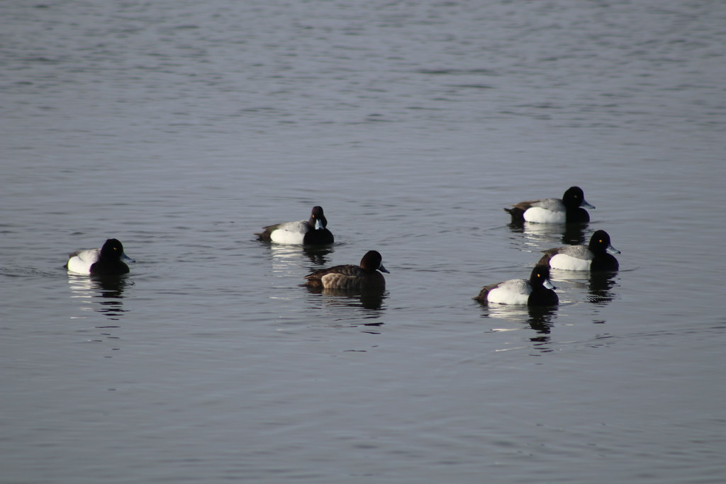 Lesser Scaup Lake Andes National Wildlife Refuge South Dak… Flickr
