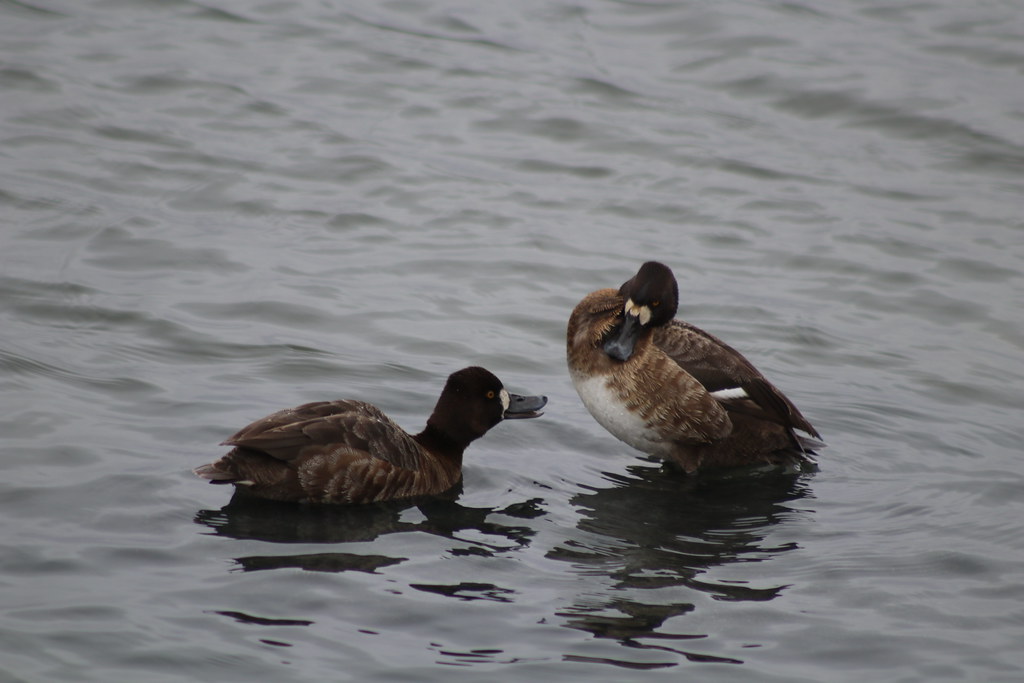 Lesser Scaup Lake Andes National Wildlife Refuge South Dak… Flickr