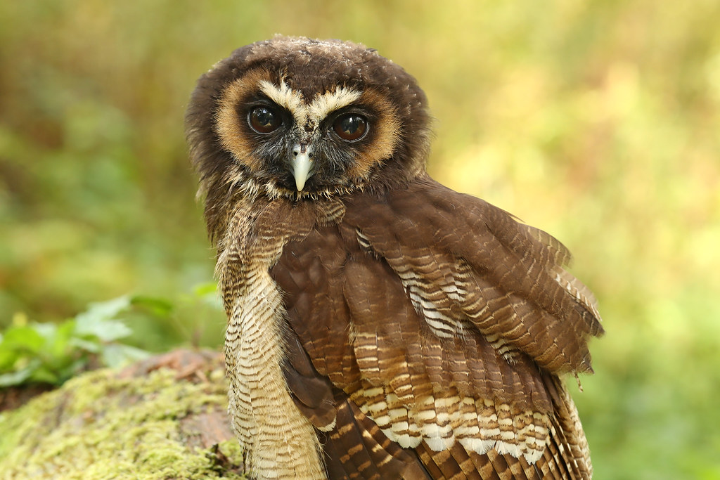 Brown Wood Owl Strix leptogrammica The Brown Wood Owl is… Flickr