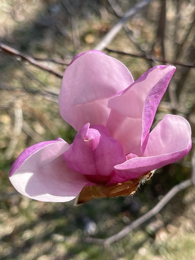 “Jane” Tulip Magnolia Smell heavenly despite frost damage Flickr