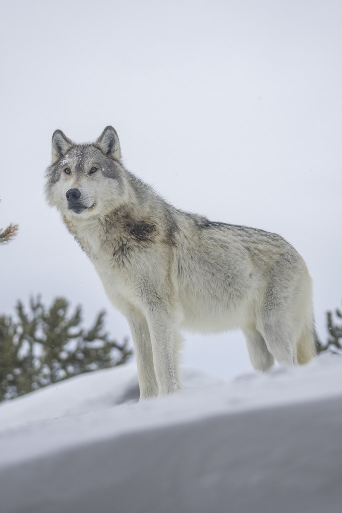 Beautiful Gray Wolves West Yellowstone Montana Winter Snow… Flickr