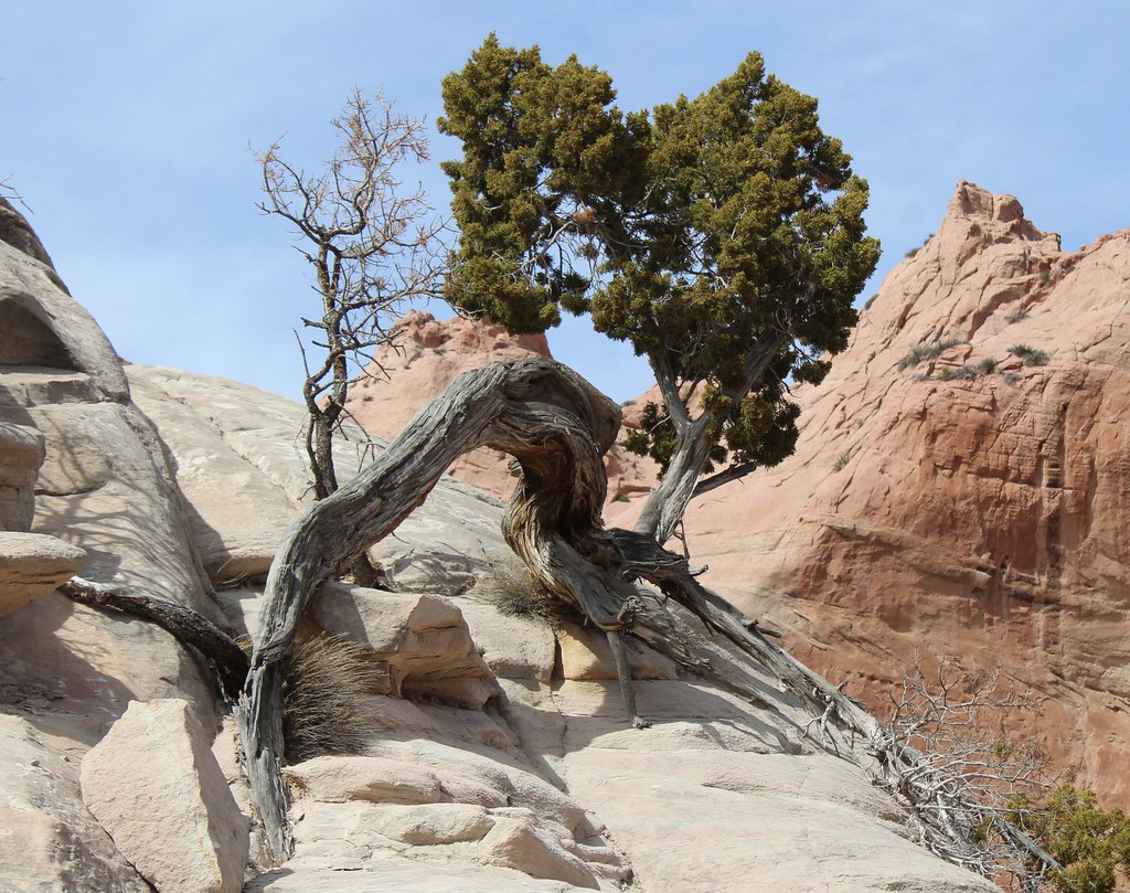 Tenacity Window Rock Navajo Tribal Park, Arizona Denny Zeutenhorst