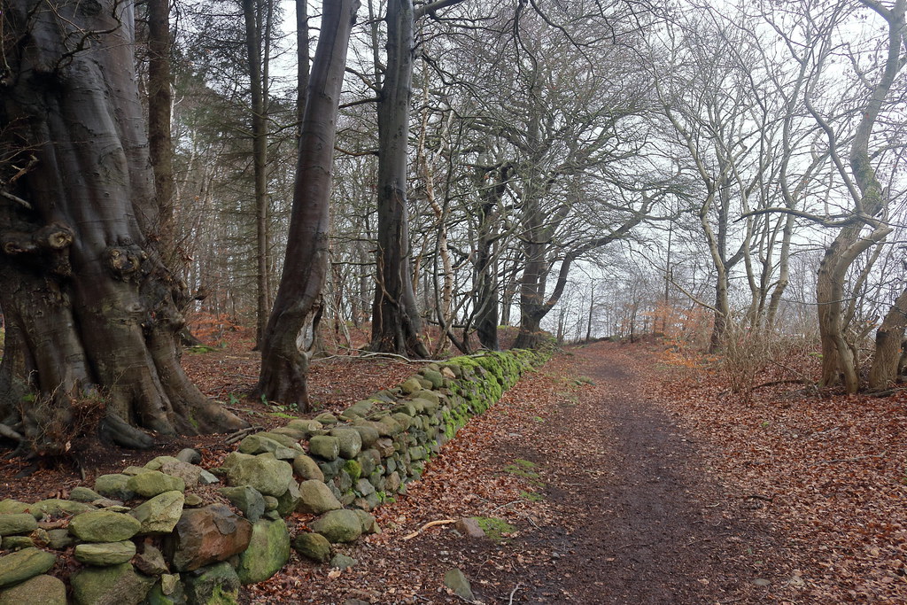Scotstown Moor Wood,Bridge of Don,Aberdeen_mar 23_4523 Flickr