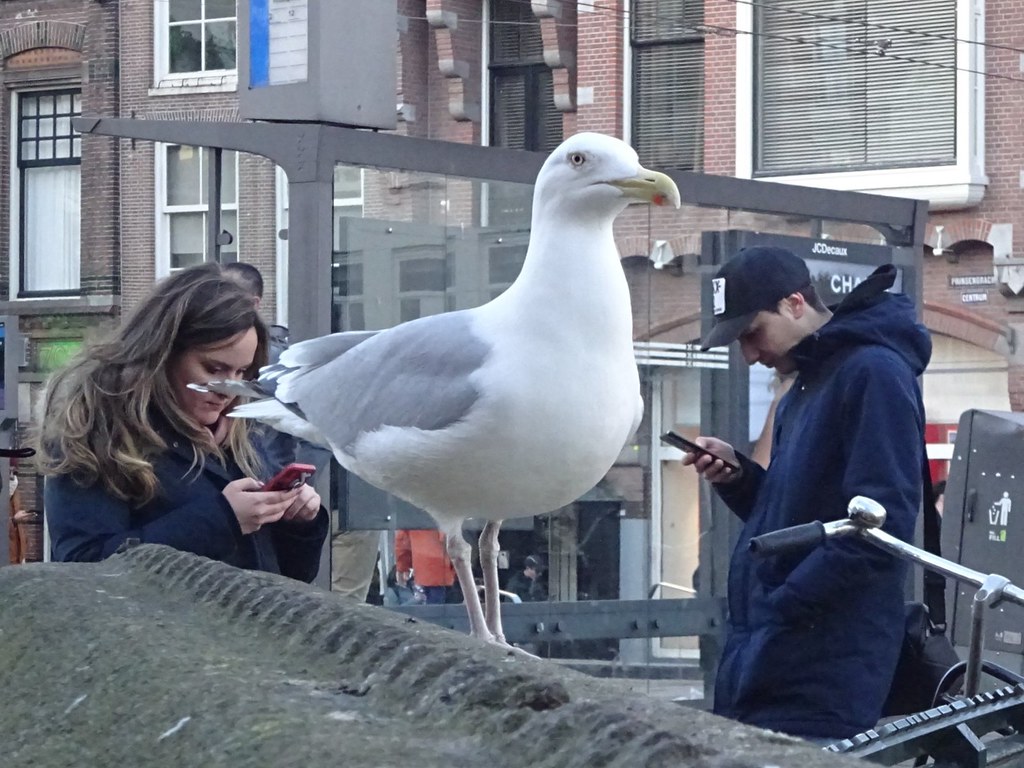 Amsterdam Zilvermeeuw A herring gull is quite a common si… Flickr