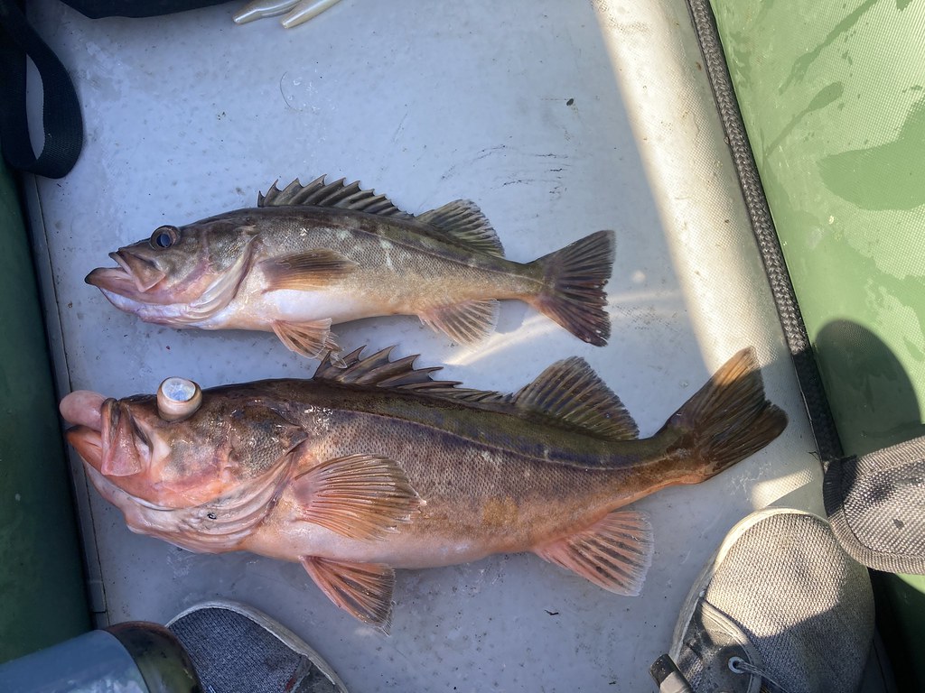 Rockfish Opening Day 4/1