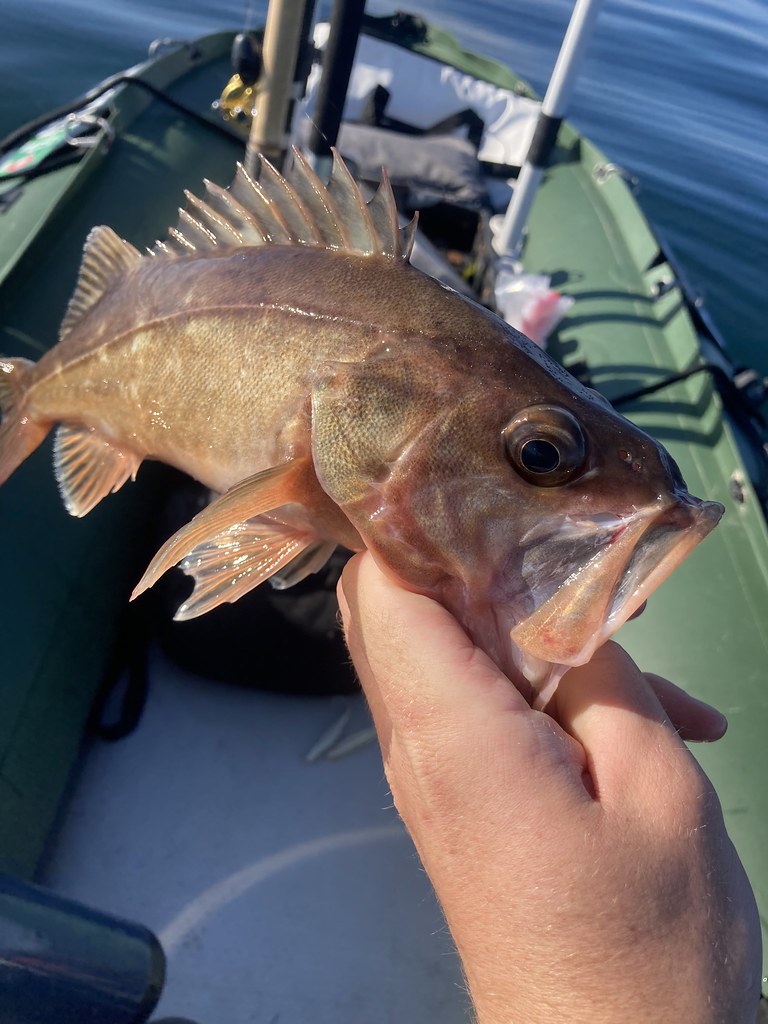 Rockfish Opening Day 4/1