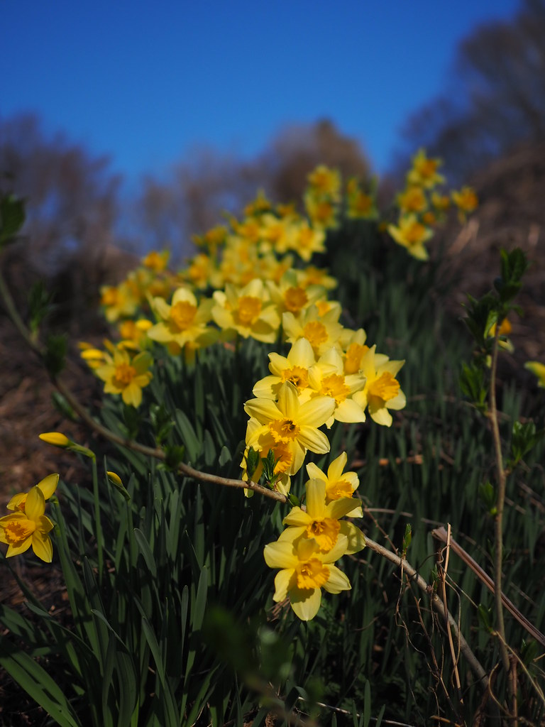 the slope of daffodil Nikaho, Akita, Japan murozo Flickr