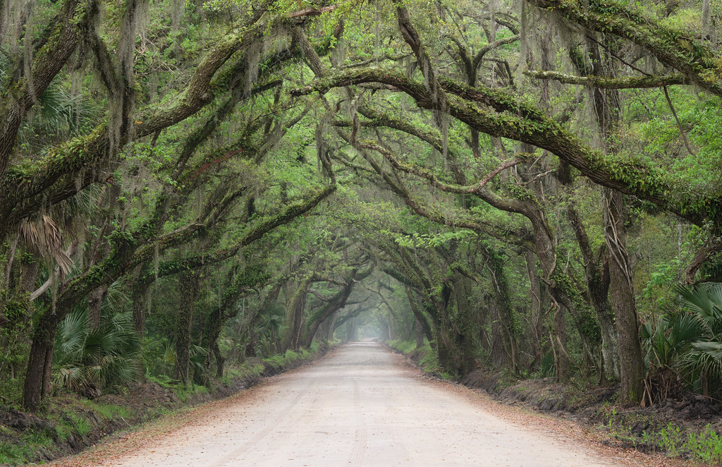 Botany Bay Road, Edisto Island, South Carolina Edisto Isla… Flickr
