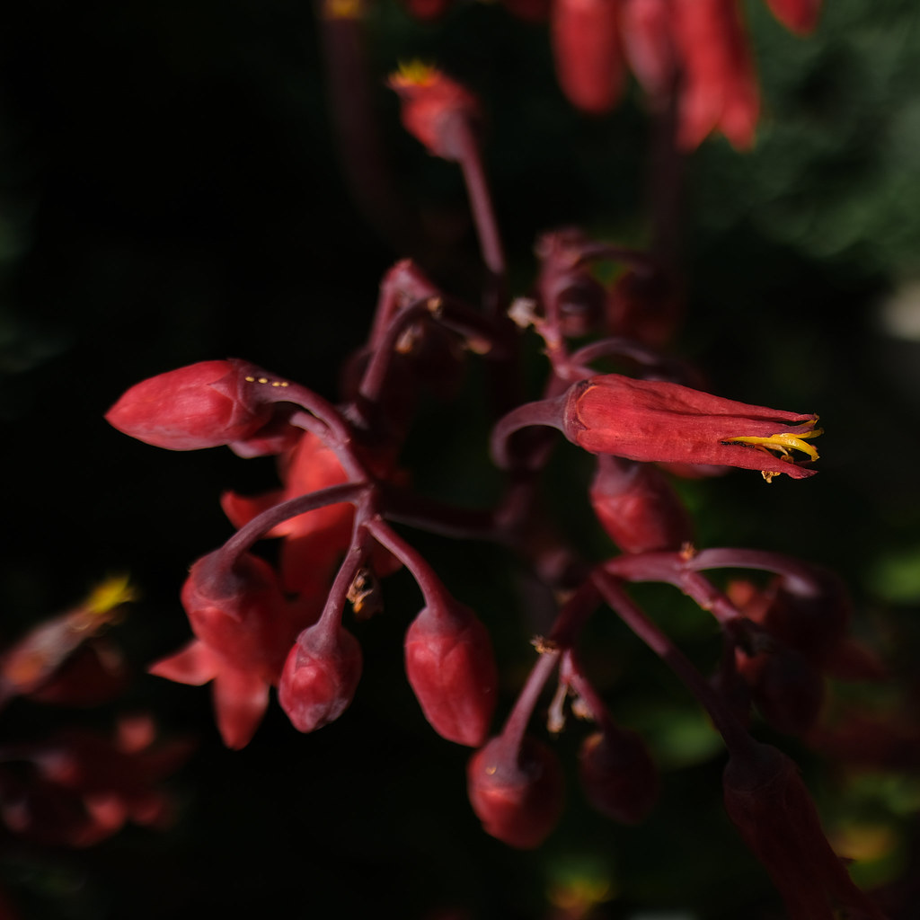 DSCF1938 Tony Camilleri Flickr