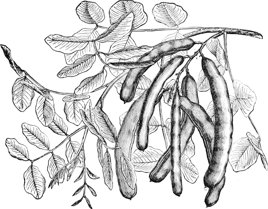 Pods of the Carob Tree a photo on Flickriver