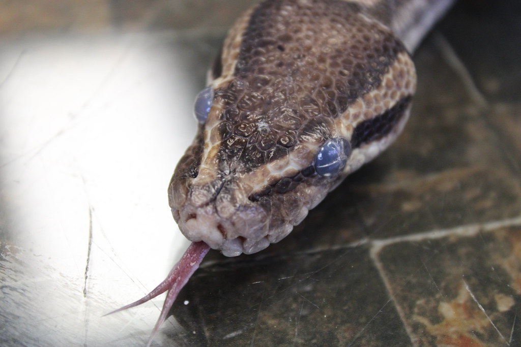 Sense of smell Snakes often rely on their tongues for smel… Flickr