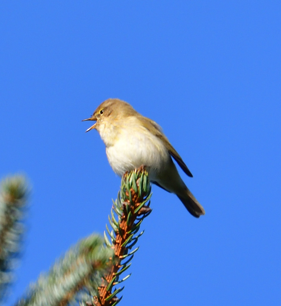 Chiffchaff Local Woodland, West Calder Lorne_K Flickr