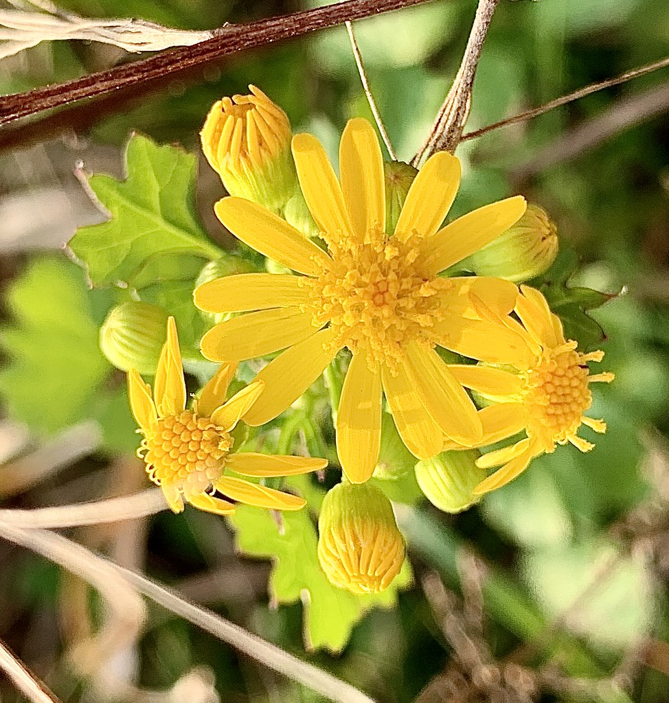 Bright yellow Butterweed flowers Monceau Flickr
