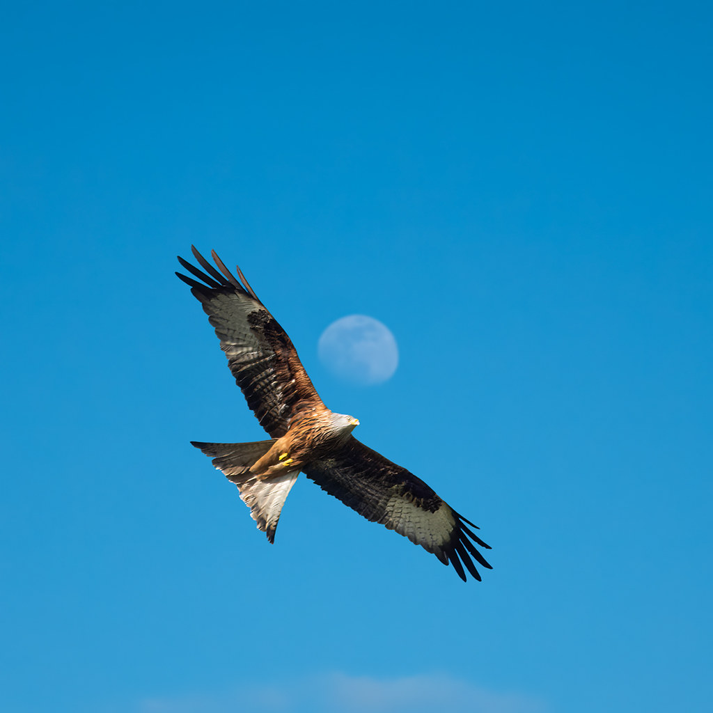 092/365 Red Kite I spent the weekend metal detecting in ox… Flickr