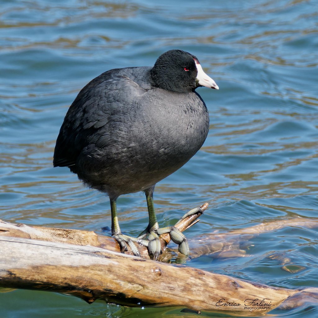 American Coot One of several Coots that have returned to o… Flickr