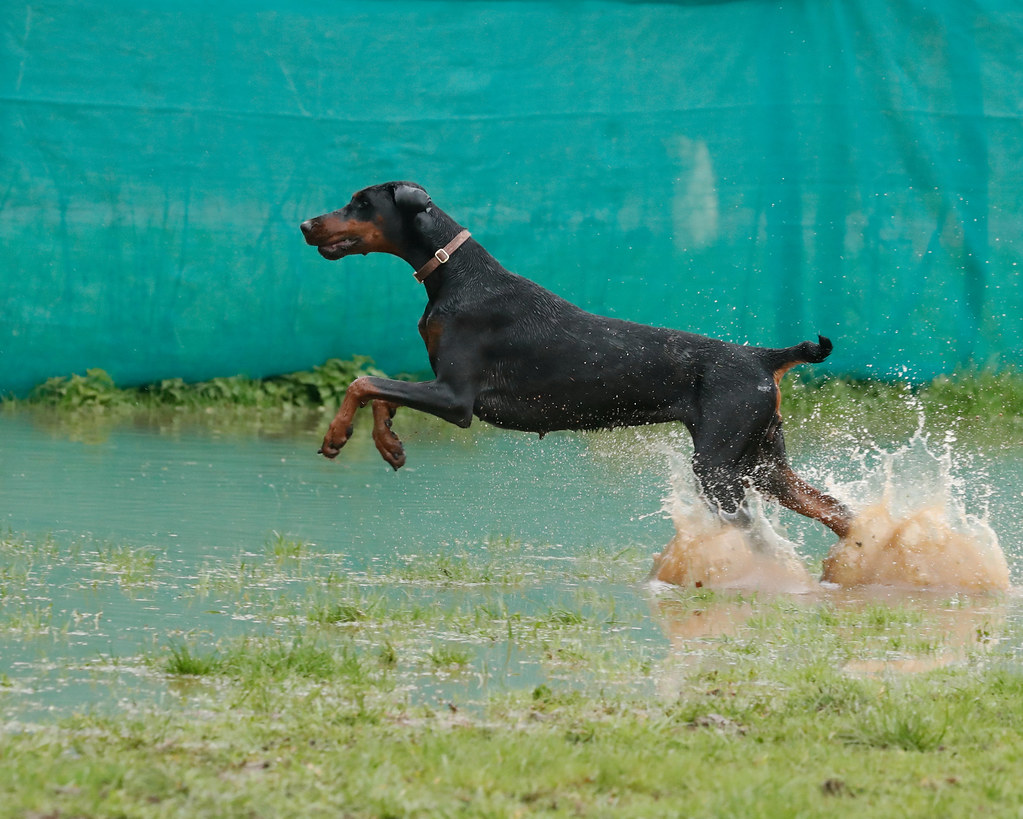 DOBERMANN WALKERS TOGETHER UK DOBERMANN WALKERS TOGETHER U… Flickr