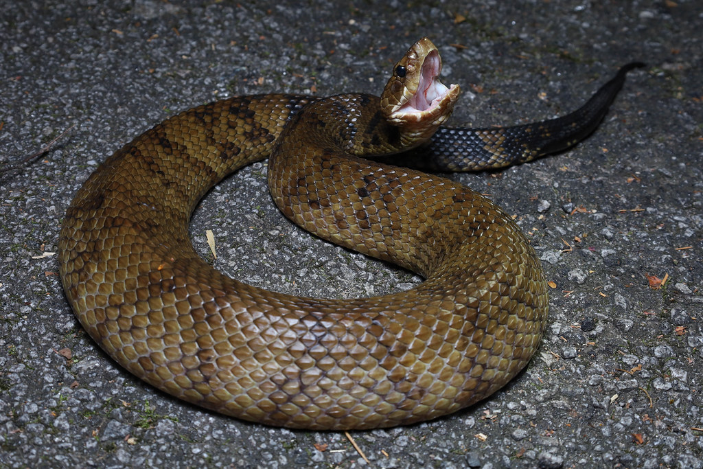 Cottonmouth (Agkistrodon piscivorus) Piedmont Noah K