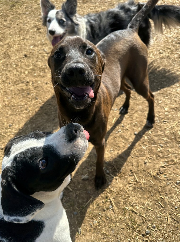 IMG_2571 Greenlin Lambs Gap Flickr