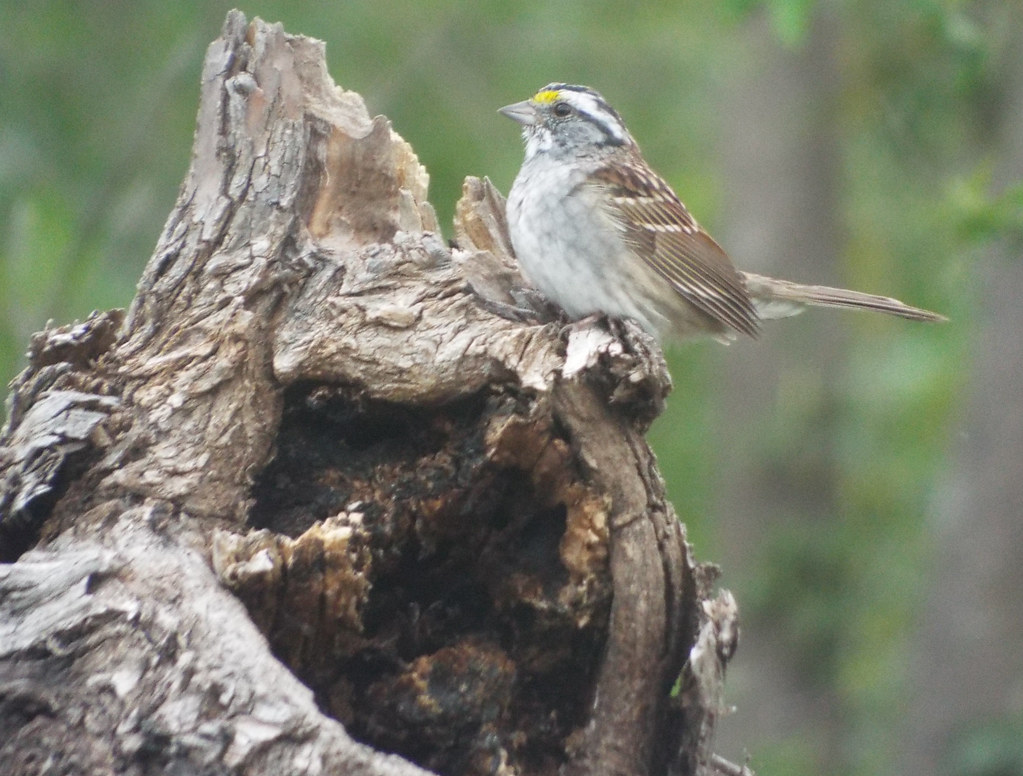 WhiteThroated Sparrow, Crowley Park, Richardson, Texas, A… Flickr