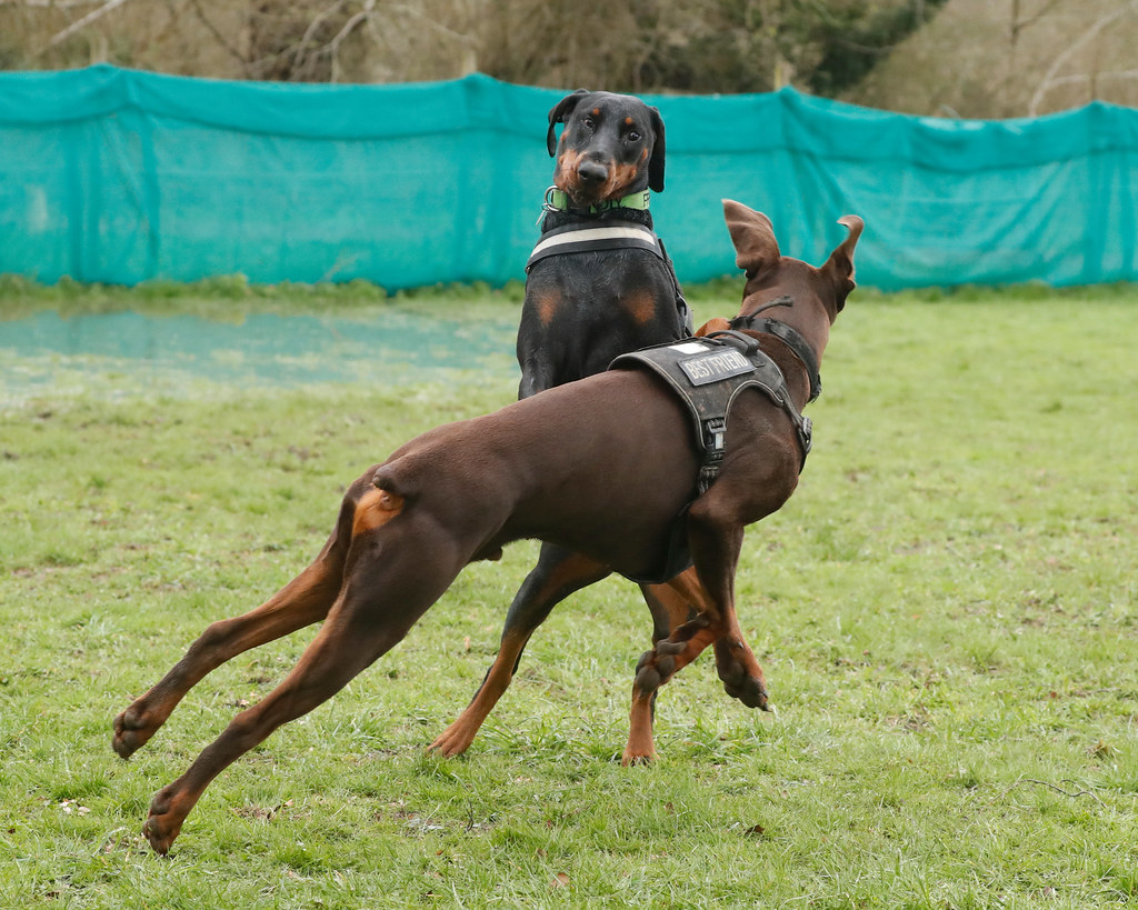 DOBERMANN WALKERS TOGETHER UK DOBERMANN WALKERS TOGETHER U… Flickr