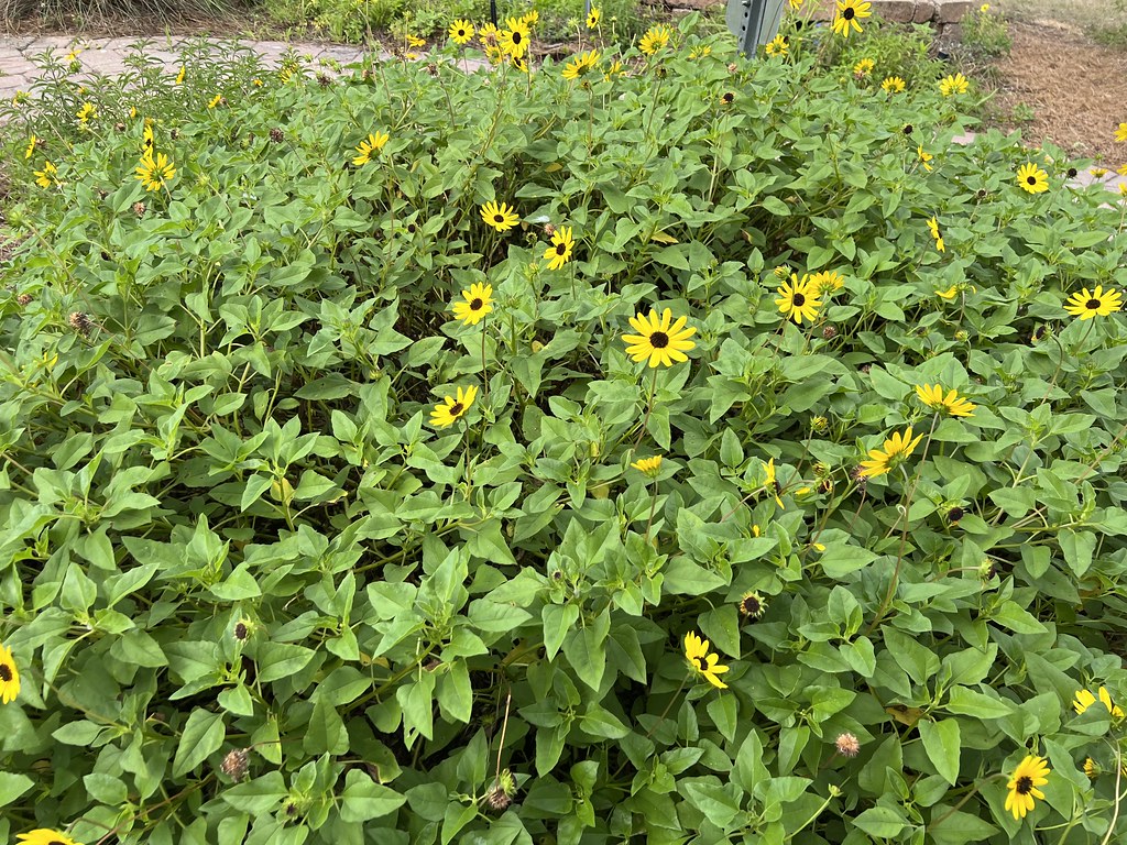 Helianthus debilis (beach dune sunflower) Seminole IFAS Id… Flickr