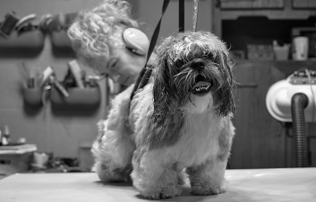 dog grooming salon At the dog grooming salon. My little fr… Flickr