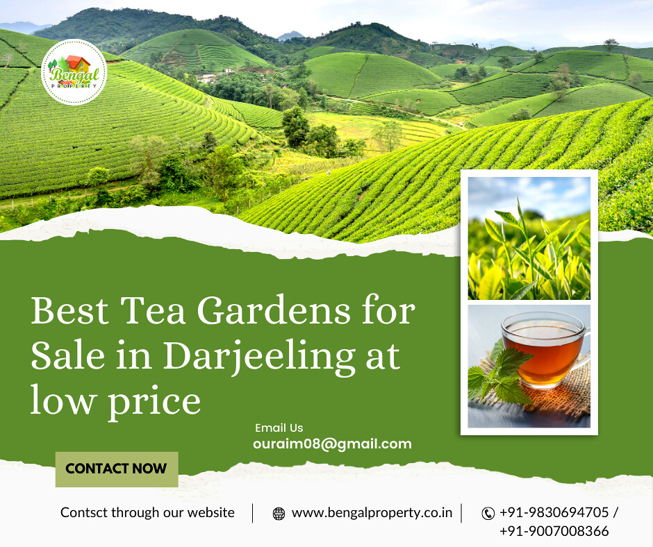 Best tea gardens for sale in Darjeeling at low cost Flickr