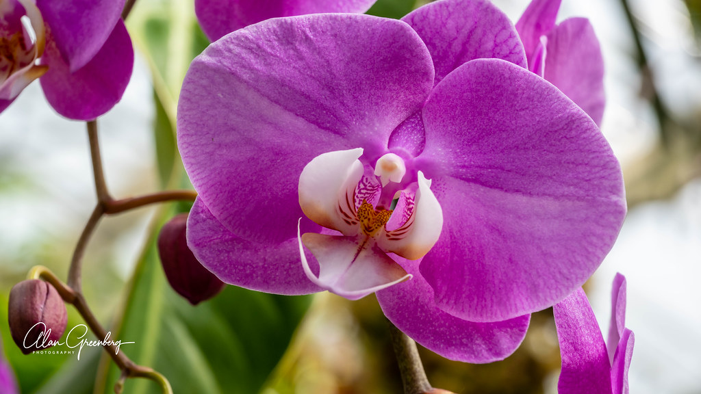 Phalaenopsis aphrodite Orchids are plants that belong to t… Flickr