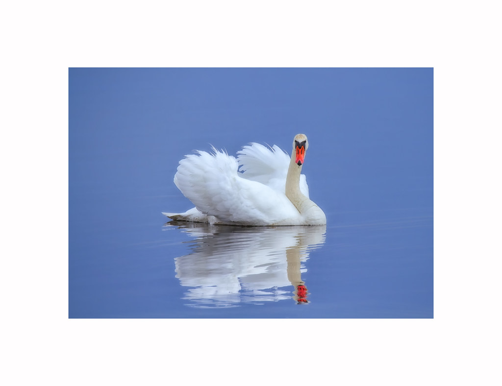 _MG_1463 Mute Swan Ron Grant Flickr