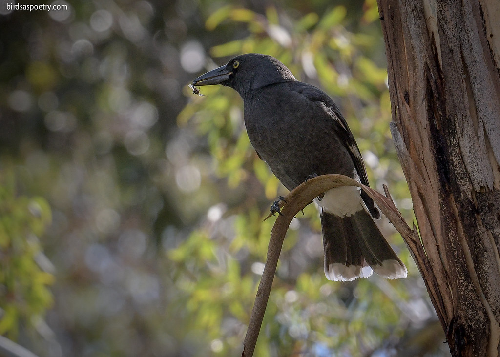 Pied Currawong Bark Stripping Pied Currawong, Strepera gr… Flickr