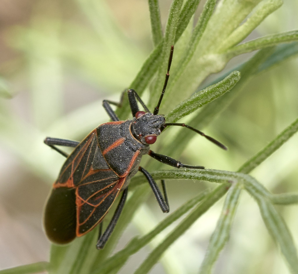 Western Boxelder Bug Tom Mills Flickr