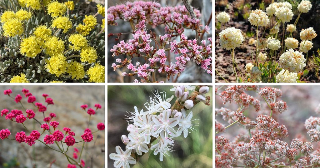 30 Types Of Popular Eriogonum Pictorial Guide Eriogonum, c… Flickr