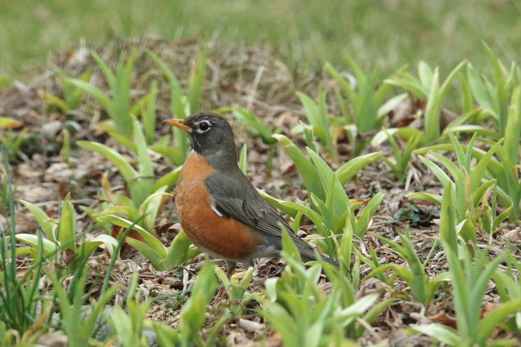 American Robin, female (Turdus migratorious) Orland Park Birdie Girl
