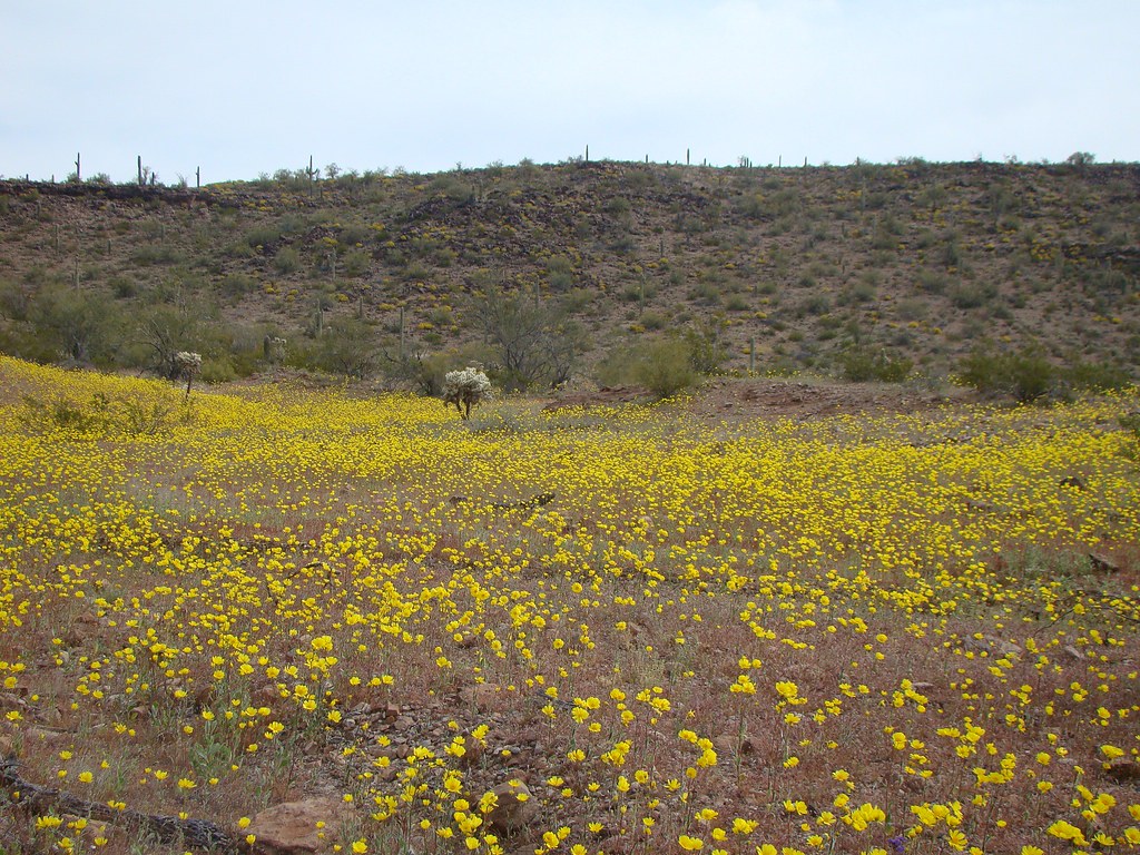 AZSouthwest305ASonoran DesertFreeman RoadDesert Gold Flickr