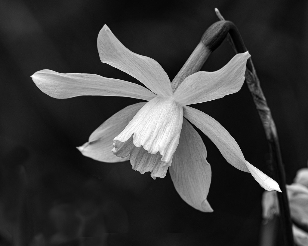 Where's the yellow gone? Susan Fletcher Flickr