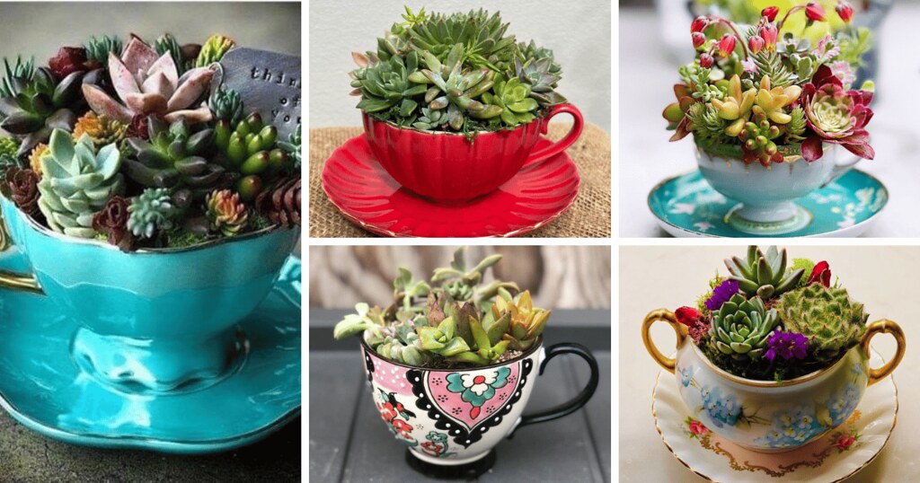 Teacup Succulents A Unique Way To Display Your Plants Flickr