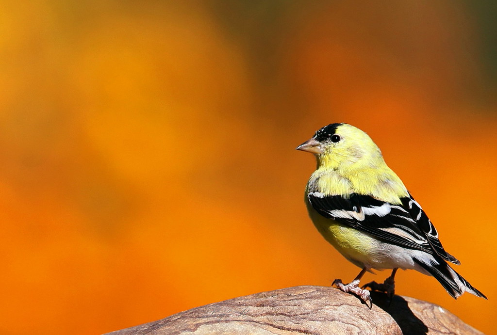 _Gfinch_93291 American Goldfinch with Capoppies backdrop… Rafa