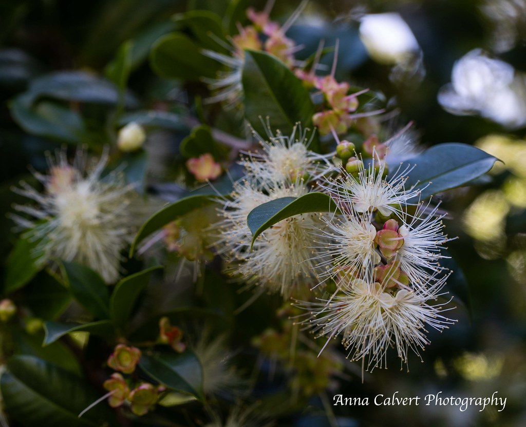 Australian Flowers Syzygium Paniculatum Flowers Anna Calvert Flickr