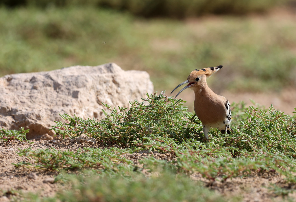 Exploring Hoopoe, Al Qudra lakes, Dubai Wild Project Flickr