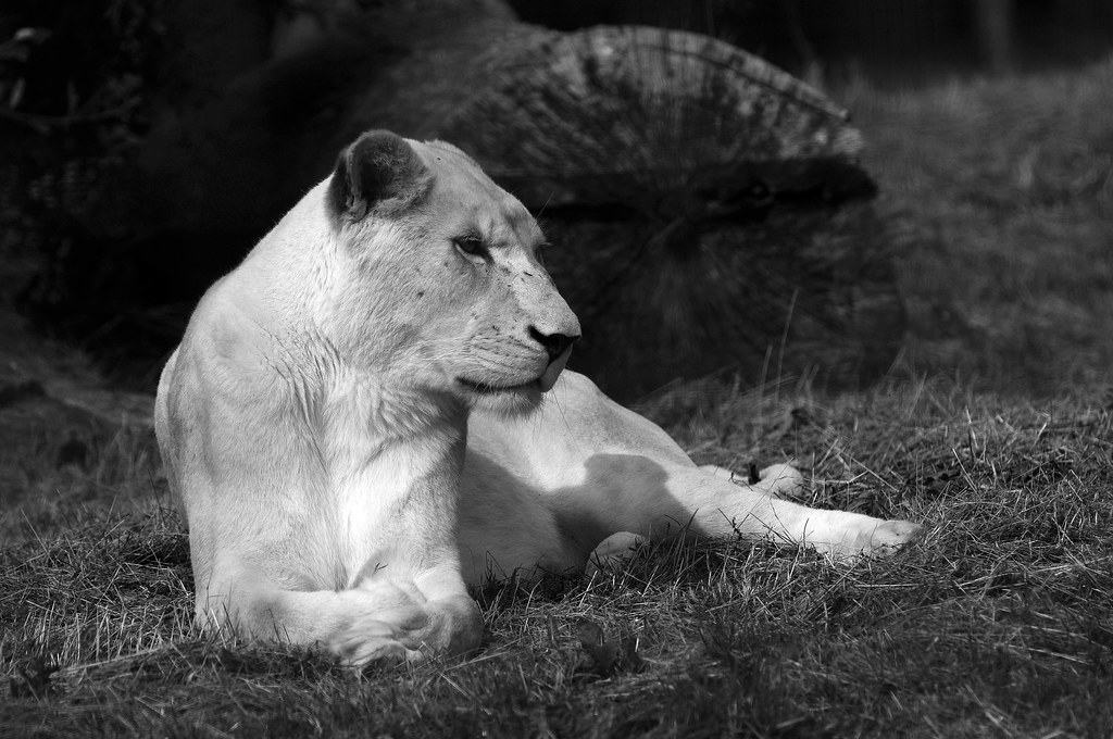 BCS 128800bw Taken at a Big Cat Sanctuary open day near He… Flickr