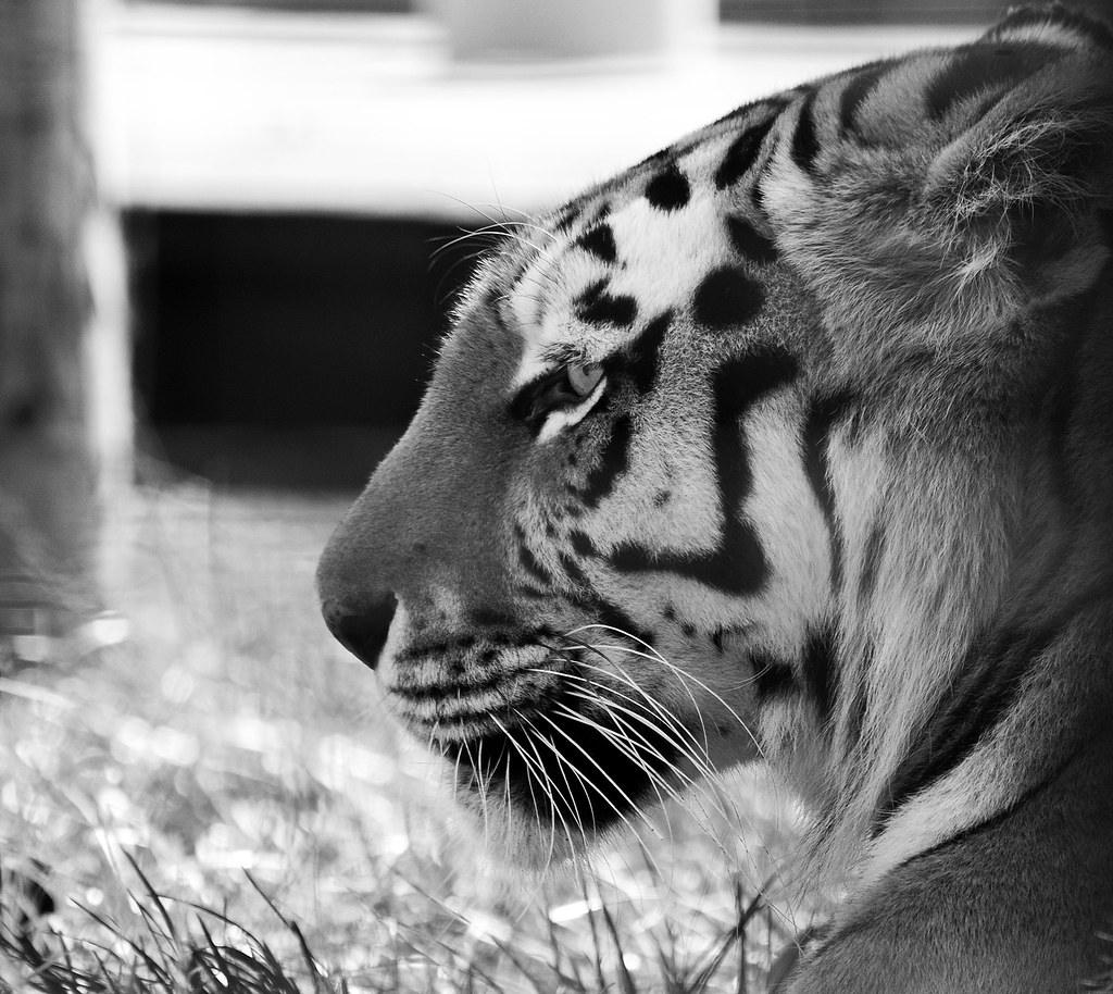 BCS 128682crbw Taken at a Big Cat Sanctuary open day near … Flickr