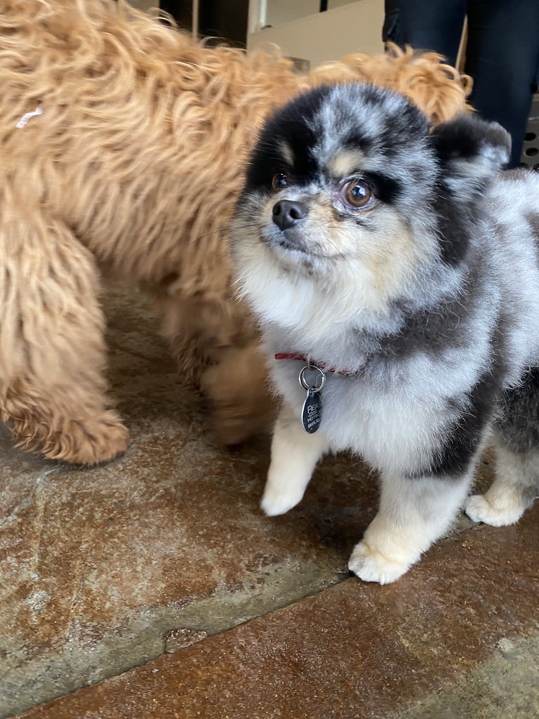 Untitled Rex Dog Hotel + Spa Flickr