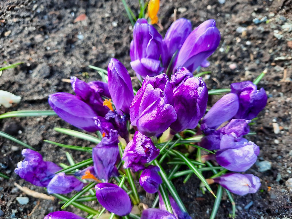 Enjoying the signs of Spring Wells Gray Tours Flickr