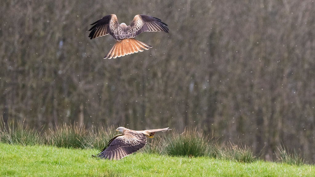 Red Kites Wild Red Kites at Argaty. Mark Thomson Flickr