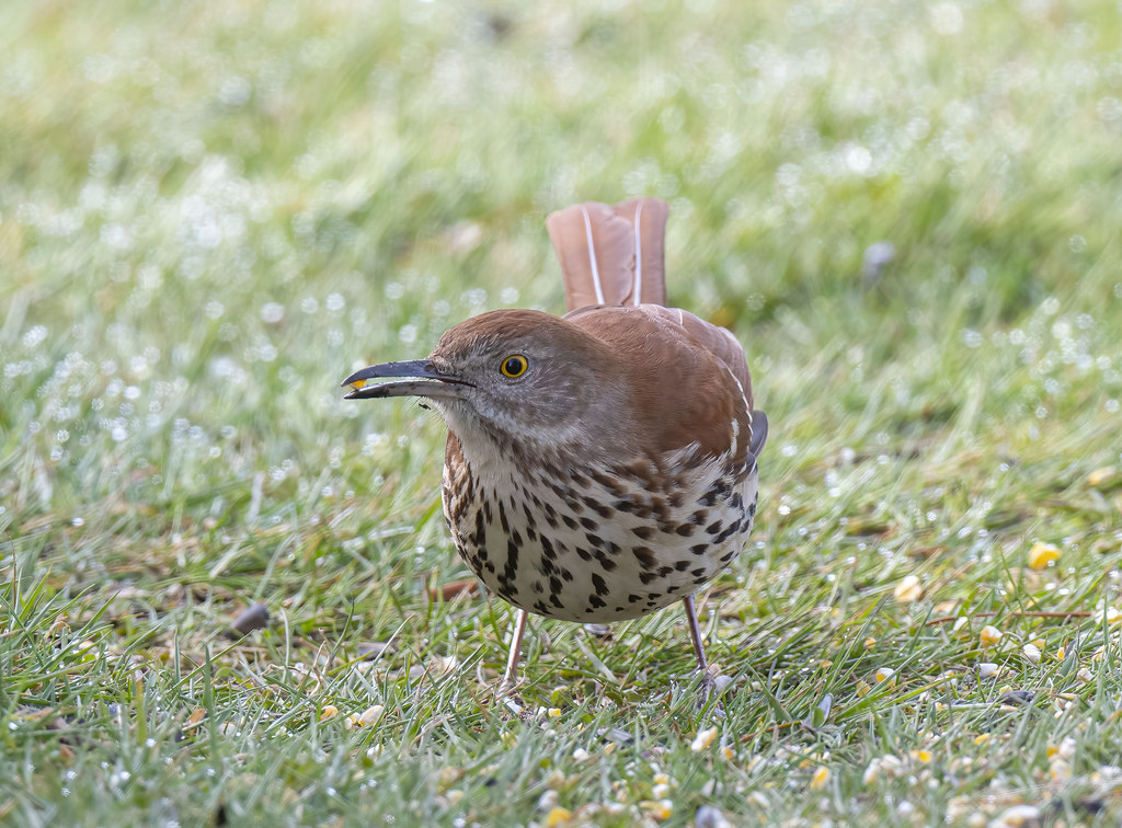 Brown Thrasher, East Pubnico, Nova Scotia. Pubnicobirder Flickr