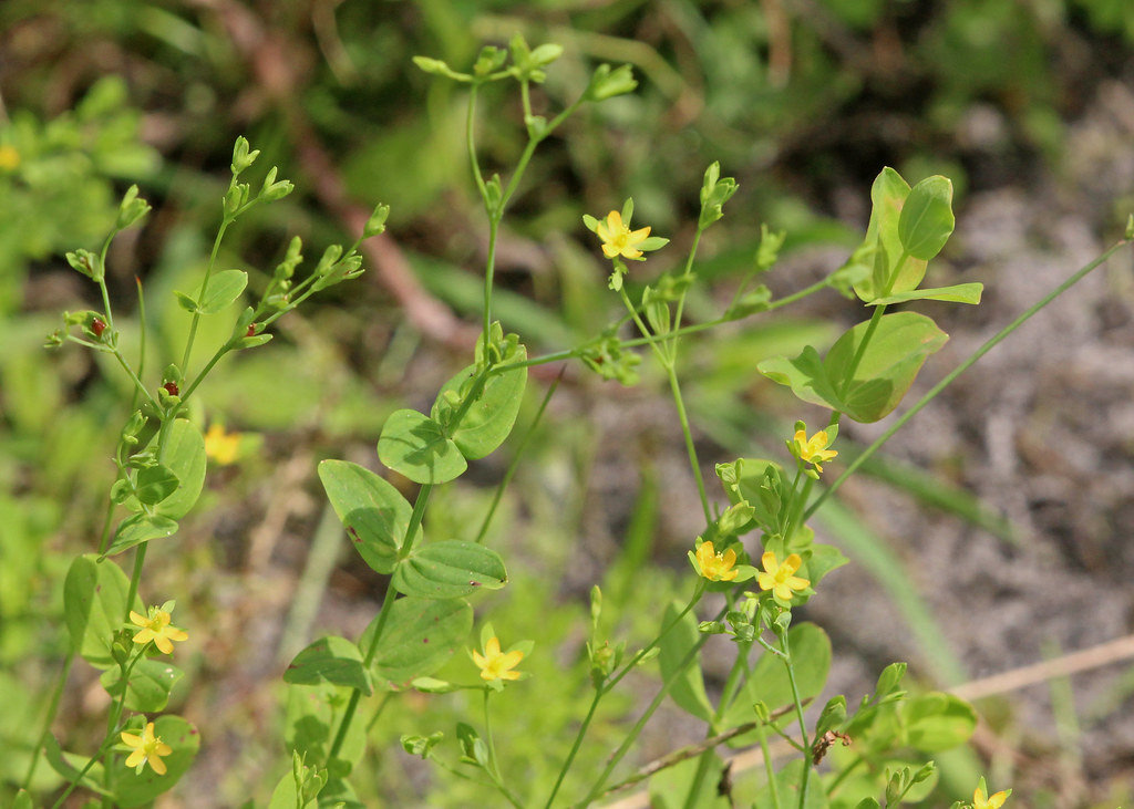 Dwarf St John'swort (Hypericum mutilum) Orlando Wetlands … Flickr