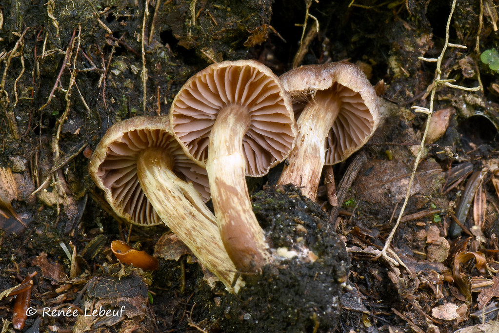 Cortinarius IUMQ438 HRL3693 SainteGenevièvedeBatiscan, … Flickr