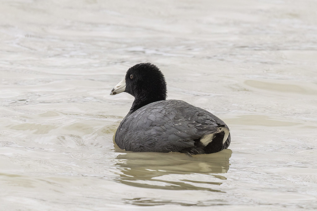 AMERICAN COOT View in Original size Flickr