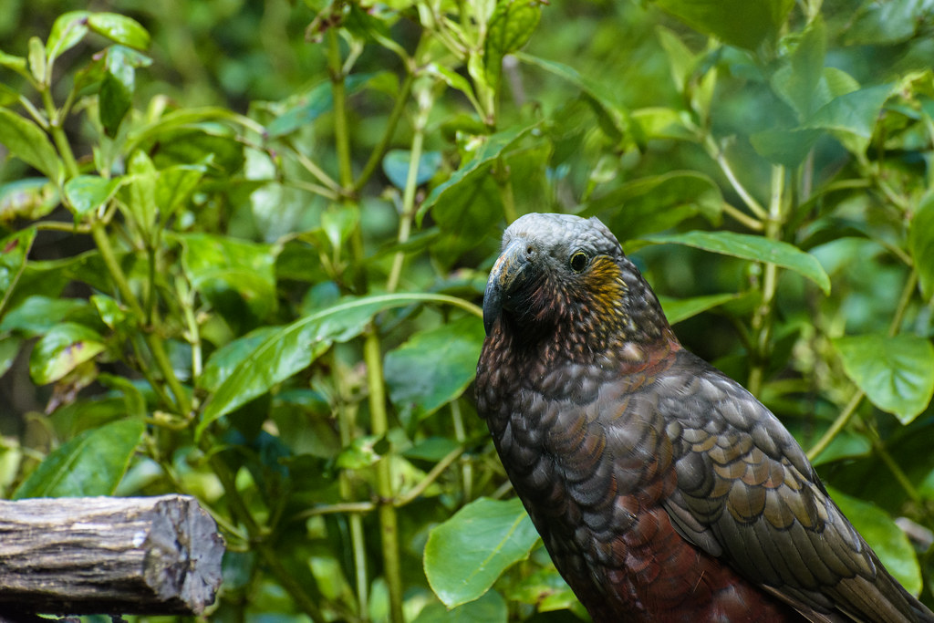 DSC_2706 Kaka, Zealandia. Marc Daalder Flickr